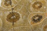 Polished Fossil Coral (Actinocyathus) - Morocco #100575-1